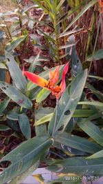 Close-up of red flowering plant