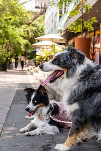 Two dogs together. happy border collie on the street watching people passing
