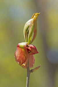 Delicate blossom opening on a young tree in rock cut state park in illinois