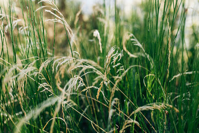 Close-up of wheat field