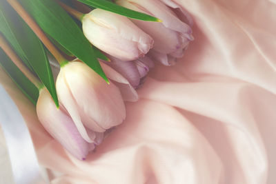High angle view of pink rose flower