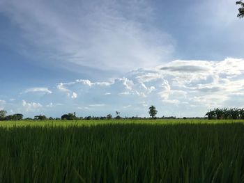 Scenic view of agricultural field against sky