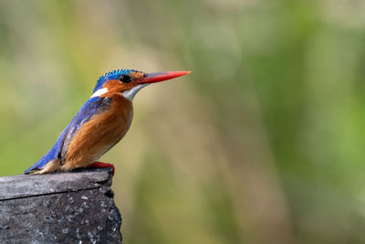 Close-up of kingfisher perching on wall