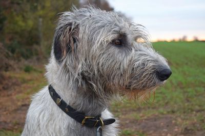 Close-up of dog