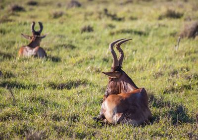 Deer in a field