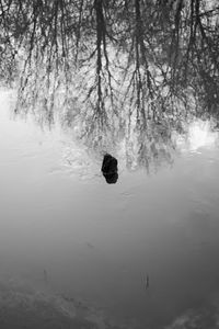 Bird swimming in lake