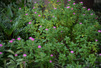 Close-up of plants