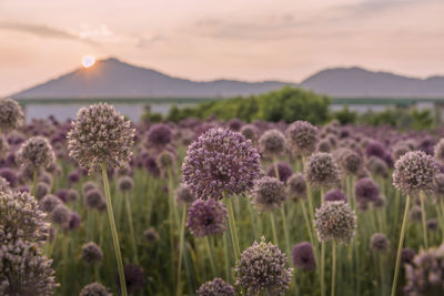 Close-up of elephant garlic flower on field against sunset sky