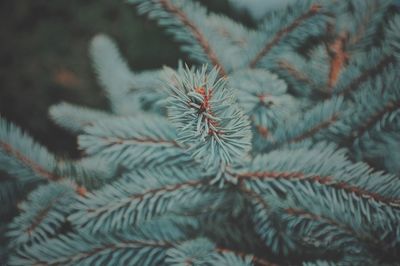 Close-up of needles on branch