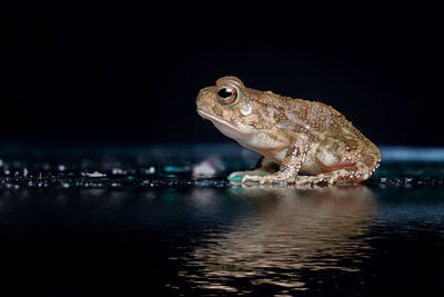 Surface level view of illuminated frog on water at night