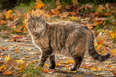 Portrait of a cat