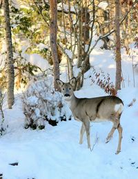 Portrait of deer standing on snow covered field