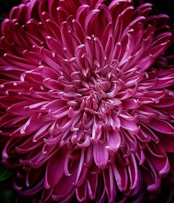 Full frame shot of pink dahlia