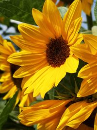 Close-up of sunflower