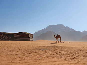 Horses on sand dune against clear sky