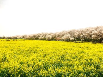 Yellow flowers in field