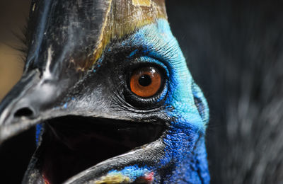 Close-up of cassowary