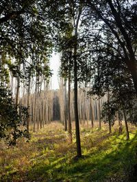 Trees in forest