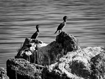 Bird on rock by sea