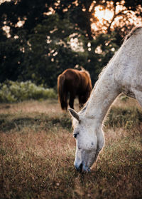 Horse standing on field