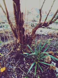 High angle view of plants against trees