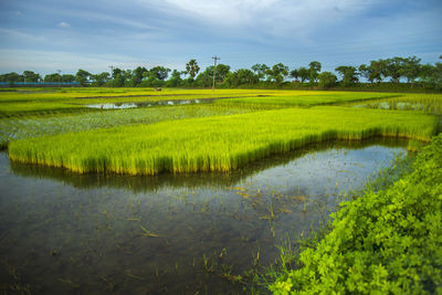 A farmer collects paddy seedlings from the seedbed in khulna, bangladesh.