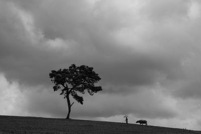 Tree on field against sky