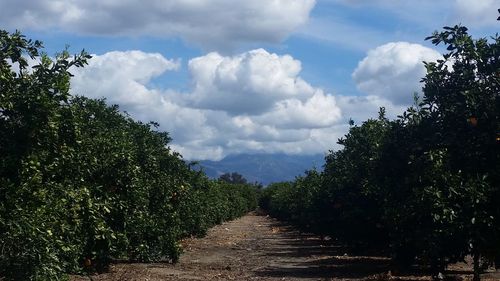 Panoramic view of trees on landscape against sky