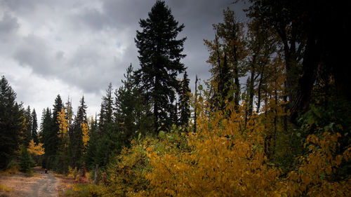 Trees in forest against sky