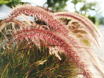 Close-up of flower plant