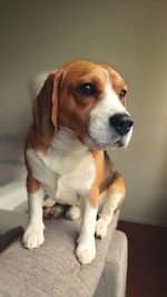 Close-up portrait of dog