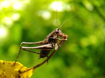 Close-up of grasshopper