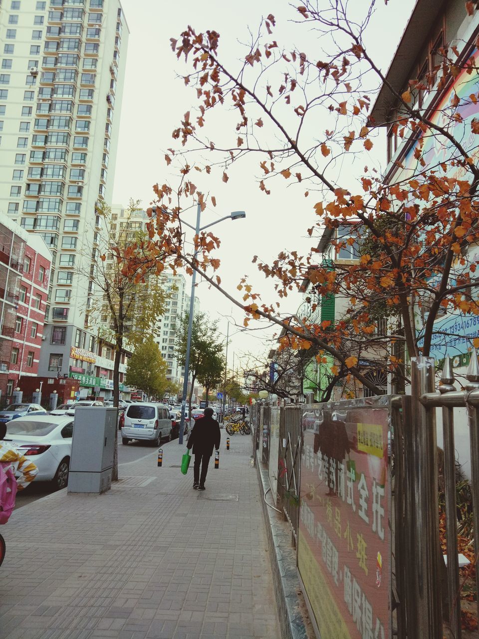 tree, city, architecture, built structure, building exterior, city life, outdoors, day, growth, men, real people, skyscraper, nature, sky, people