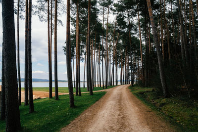 Road amidst trees in forest