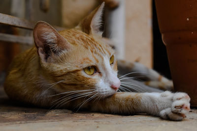 Close-up of a cat looking away