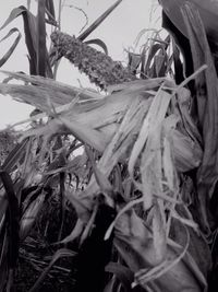 Close-up of leaves