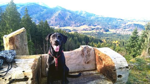 Portrait of dog standing on rock against sky