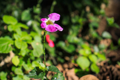 Close-up of pink flowering plant