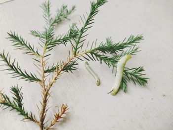 High angle view of leaves on table