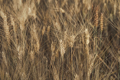 Close-up of wheat growing on field