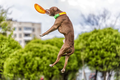 View of dog jumping