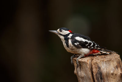 Close-up of bird perching on wood