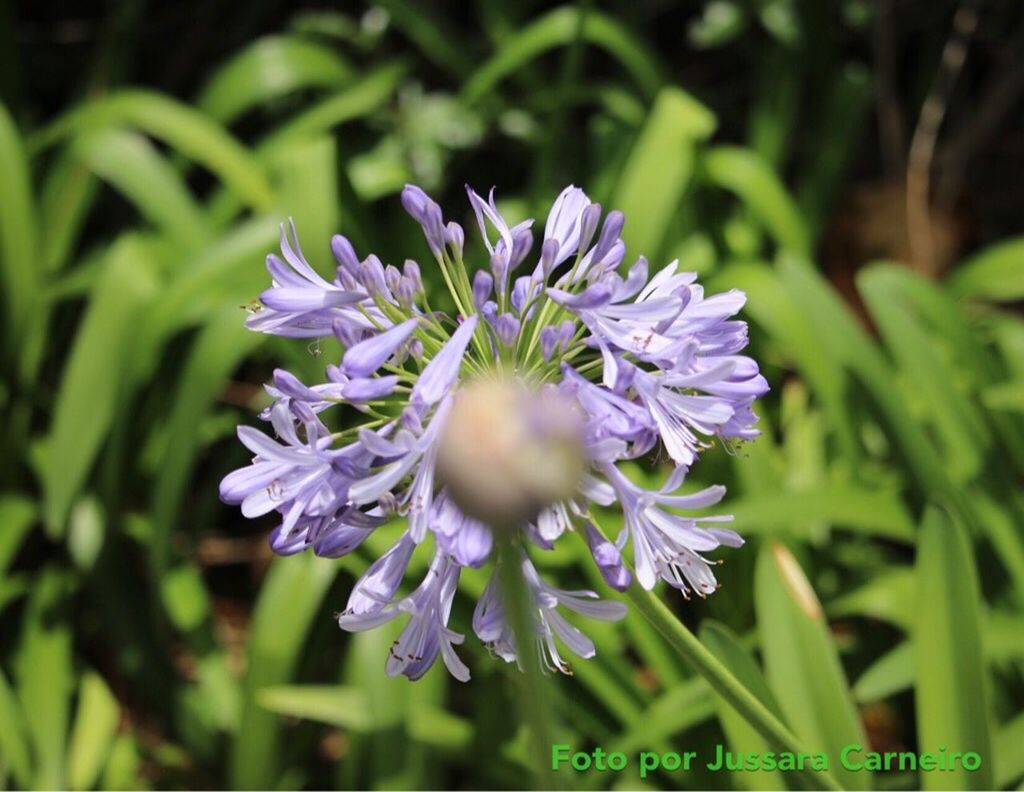 CLOSE UP OF PURPLE FLOWER