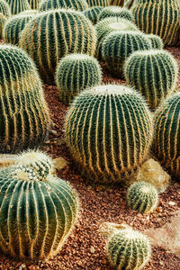 Full frame shot of succulent plant