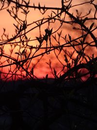 Silhouette of bare tree against sunset sky