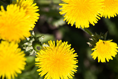 Close-up of yellow flowering plant