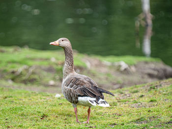 Bird on a field