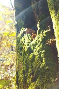Close-up of moss on tree trunk
