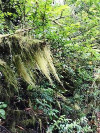 Close-up of tree growing on field in forest