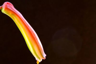 Close-up of pink rose flower against black background